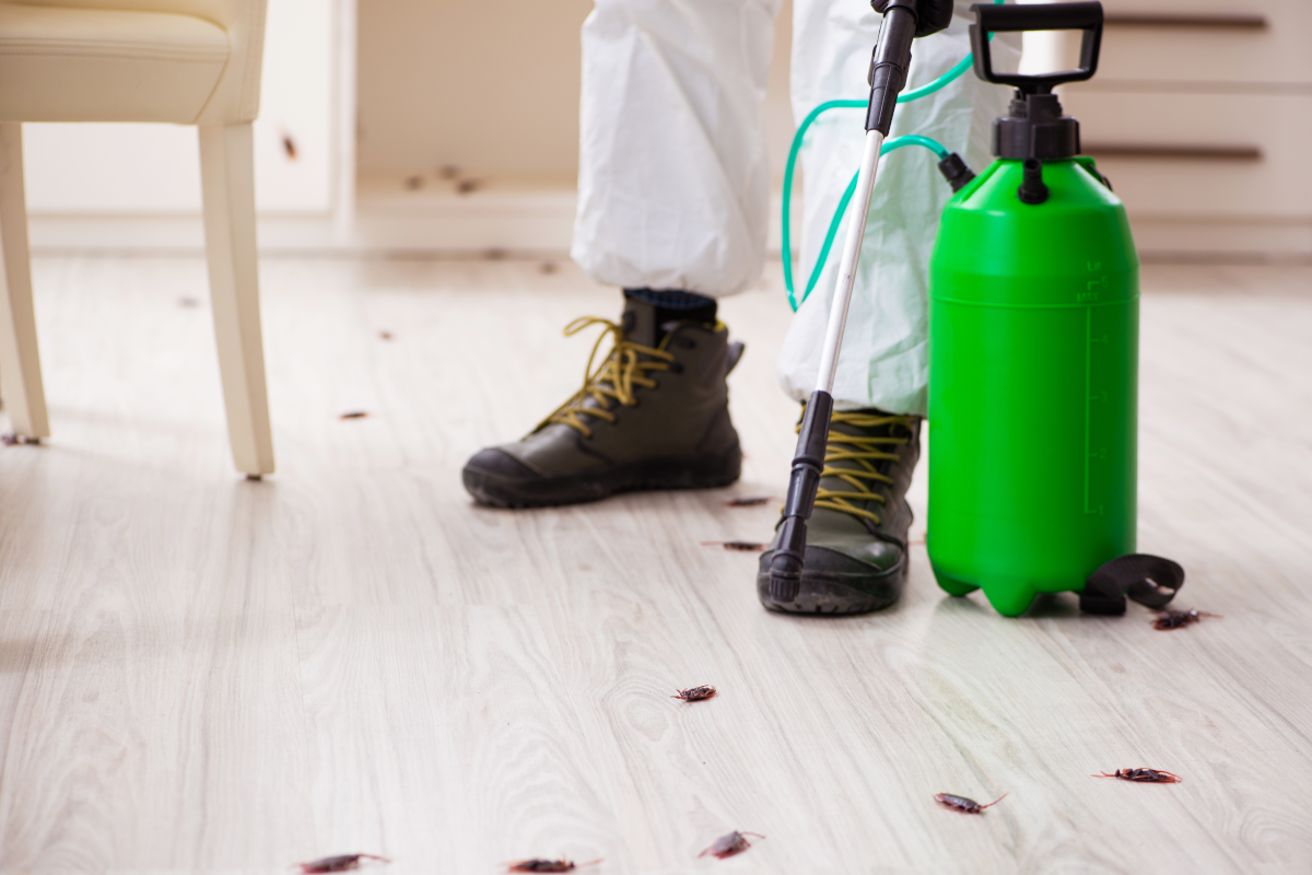 Mon appartement est infesté de nuisibles, que dois-je faire ?