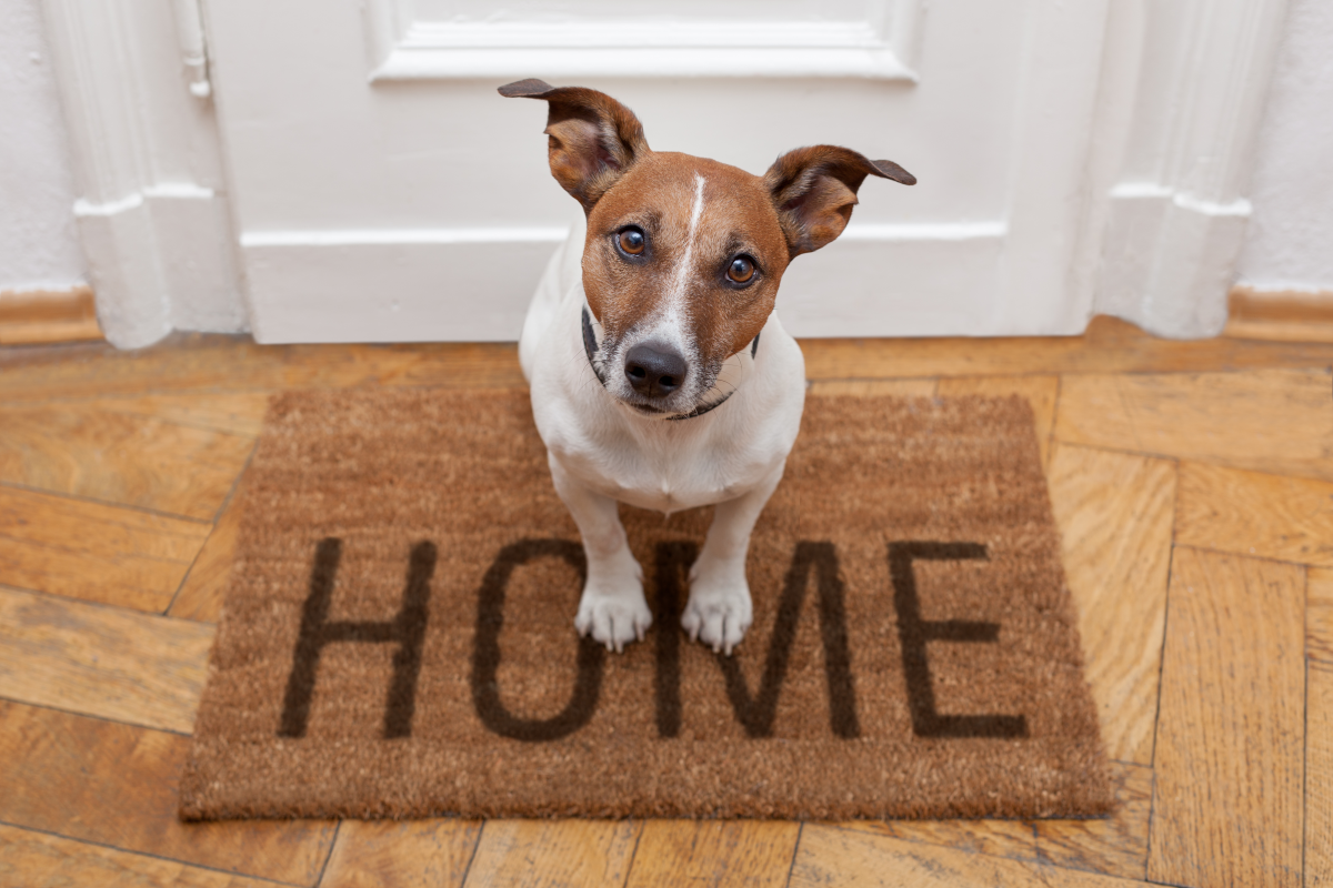 Lors d’une location, quelles sont les obligations à respecter si j’ai un animal de compagnie ?>